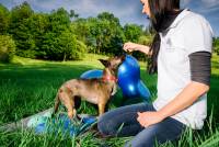 Hundephysiotherpapie- Bewegungstraining bei Tiertherapie Dresden